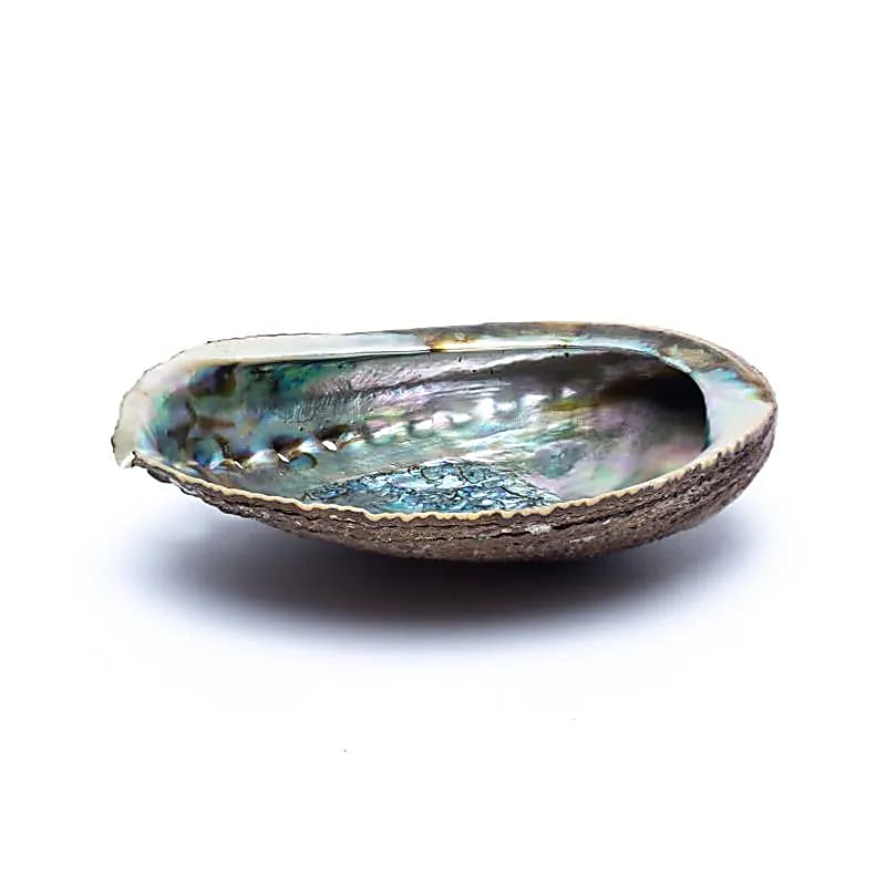 Conchiglia di Abalone verde Haliotis Fulgens M
