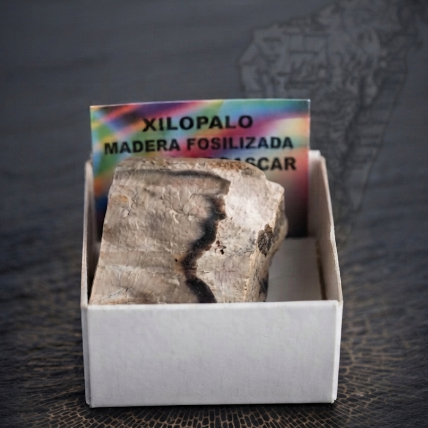 Esemplare di xilopalo naturale - legno fossilizzato trasformato in opale per collezione e meditazione